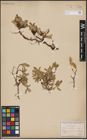 Foto von Salix petrophila Rydb.